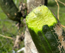 Que bucha é essa? Paraná é destaque na produção da planta, que chega a 41 municípios