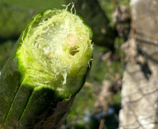 Que bucha é essa? Paraná é destaque na produção da planta, que chega a 41 municípios