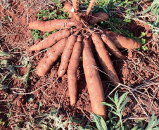 IDR-Paraná apresenta novas opções de mandioca no Show Rural