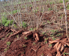 IDR-Paraná apresenta novas opções de mandioca no Show Rural
