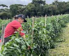   Sanepar participa de Jornada Empreendedora que incentiva a agricultura sustentável no Miringuava