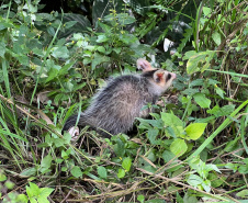 IAT promoveu a soltura de seis gambás-de-orelha-branca que estavam sob cuidados dos participantes do programa de Voluntariado para Cuidados e Reabilitação Intensiva de Animais Silvestres (CRIA)