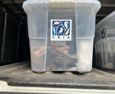 IAT promoveu a soltura de seis gambás-de-orelha-branca que estavam sob cuidados dos participantes do programa de Voluntariado para Cuidados e Reabilitação Intensiva de Animais Silvestres (CRIA)
