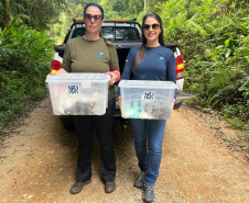 IAT promoveu a soltura de seis gambás-de-orelha-branca que estavam sob cuidados dos participantes do programa de Voluntariado para Cuidados e Reabilitação Intensiva de Animais Silvestres (CRIA)