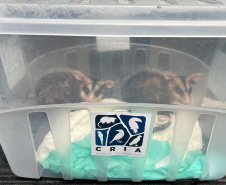 IAT promoveu a soltura de seis gambás-de-orelha-branca que estavam sob cuidados dos participantes do programa de Voluntariado para Cuidados e Reabilitação Intensiva de Animais Silvestres (CRIA)