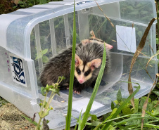 IAT promoveu a soltura de seis gambás-de-orelha-branca que estavam sob cuidados dos participantes do programa de Voluntariado para Cuidados e Reabilitação Intensiva de Animais Silvestres (CRIA)