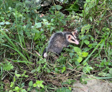 IAT promoveu a soltura de seis gambás-de-orelha-branca que estavam sob cuidados dos participantes do programa de Voluntariado para Cuidados e Reabilitação Intensiva de Animais Silvestres (CRIA)