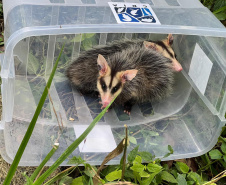 IAT promoveu a soltura de seis gambás-de-orelha-branca que estavam sob cuidados dos participantes do programa de Voluntariado para Cuidados e Reabilitação Intensiva de Animais Silvestres (CRIA)