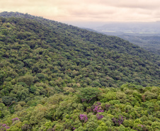 Paraná reduziu em 95% o desmatamento ilegal da Mata Atlântica entre 2021 e 2024, de acordo com dados do Instituto Água e Terra