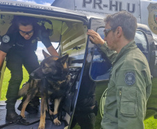 PCPR TREINA CÃES FAREJADORES