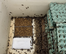  Primeira captura de aranhas-marrons do ano chega ao CPPI para extração do veneno
