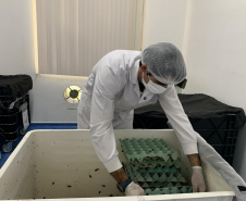  Primeira captura de aranhas-marrons do ano chega ao CPPI para extração do veneno