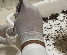  Primeira captura de aranhas-marrons do ano chega ao CPPI para extração do veneno