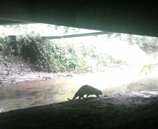 Programa ambiental Ponte de Guaratuba