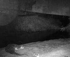 Programa ambiental Ponte de Guaratuba
