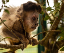  Instituto Água e Terra e Universidade Estadual de Londrina firmaram parceria que busca a convivência harmoniosa entre a população e o macaco-prego