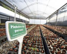 IAT libera a comercialização do pinhão, com condicionantes ambientais, a partir desta terça-feira (1º).   