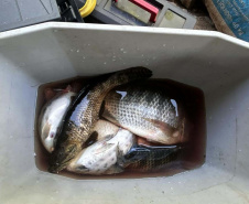 PIRACEMA