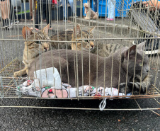 Passagem do CastraPet Paraná por São José dos Pinhais beneficiou 687 animais, entre cães e gatos, de diferentes ONGs e protetoras independentes