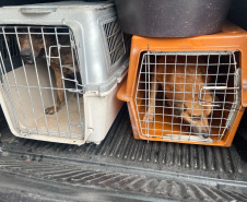 Passagem do CastraPet Paraná por São José dos Pinhais beneficiou 687 animais, entre cães e gatos, de diferentes ONGs e protetoras independentes