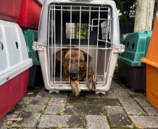 Passagem do CastraPet Paraná por São José dos Pinhais beneficiou 687 animais, entre cães e gatos, de diferentes ONGs e protetoras independentes
