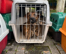 Passagem do CastraPet Paraná por São José dos Pinhais beneficiou 687 animais, entre cães e gatos, de diferentes ONGs e protetoras independentes