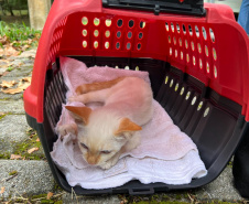 Passagem do CastraPet Paraná por São José dos Pinhais beneficiou 687 animais, entre cães e gatos, de diferentes ONGs e protetoras independentes