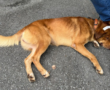 Passagem do CastraPet Paraná por São José dos Pinhais beneficiou 687 animais, entre cães e gatos, de diferentes ONGs e protetoras independentes