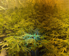 PMPR MACONHA