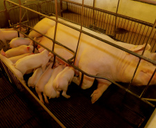 SEAB - Ao reconhecer Estado como zona livre de febre aftosa, Chile passará a importar carne suína paranaense