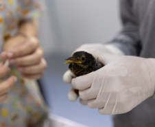SANEPAR RESGATA ANIMAIS REPLANTIO VEGETAÇÃO