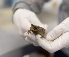 SANEPAR RESGATA ANIMAIS REPLANTIO VEGETAÇÃO
