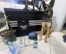 PCPR prende 12 pessoas em operação de combate ao tráfico de drogas em Guarapuava