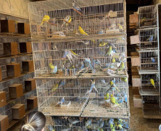 PCPR resgata mais de 5 mil aves exóticas de situação de maus tratos em Arapongas