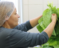 1 em cada 4 alimentos da agricultura familiar destinados às escolas do Paraná são orgânicos