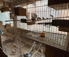 PCPR resgata mais de 5 mil aves exóticas de situação de maus tratos em Arapongas