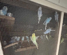 PCPR resgata mais de 5 mil aves exóticas de situação de maus tratos em Arapongas