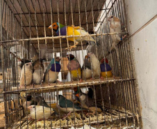 PCPR resgata mais de 5 mil aves exóticas de situação de maus tratos em Arapongas