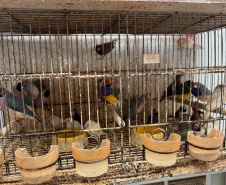 PCPR resgata mais de 5 mil aves exóticas de situação de maus tratos em Arapongas