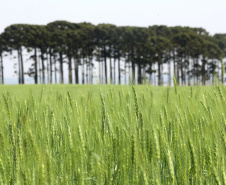 Paraná pode ter maior área de cevada da história consolidando liderança de produção