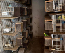 PCPR resgata mais de 5 mil aves exóticas de situação de maus tratos em Arapongas