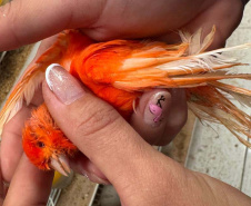 PCPR resgata mais de 5 mil aves exóticas de situação de maus tratos em Arapongas