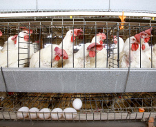 Produção de ovos cresce no Paraná em 2024 e tendência é de alta