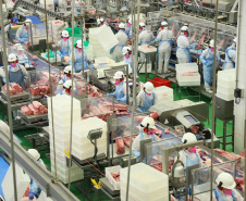 BOLETIM AGROPECUÁRIO CARNE SUÍNA