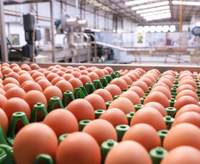 Produção de ovos cresce no Paraná em 2024 e tendência é de alta