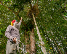 Portos do Paraná realiza oficina de coleta e despolpa do açaí juçara em comunidade no Litoral