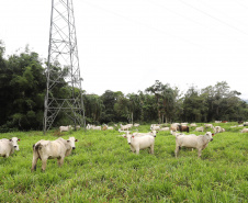 Prazo para atualização obrigatória de rebanhos começa em 1.º de maio