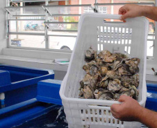 Comercialização de ostras e mexilhões está liberada em Guaratuba