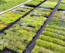 Governo do Estado, por meio dos 19 viveiros florestais do Instituto Água e Terra (IAT), distribuiu 549 mil mudas de espécies nativas do Paraná no 1º trimestre de 2025.