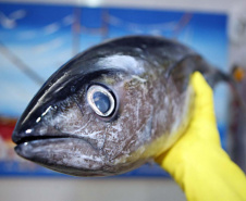   Saúde orienta sobre o consumo de pescado na Semana Santa